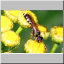 Mellinus crabroneus - Grabwespe w13 12mm - OS-Wallenhorst Sandgrube.jpg